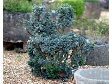 ��� Salix Boydii C2 (15 - 20) ���� � ���% 1427�