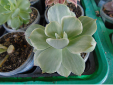 DSC08627.JPG �������� Mocha var. - 200