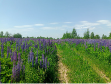 20240612 5 ������� hard+lite 114217.jpg