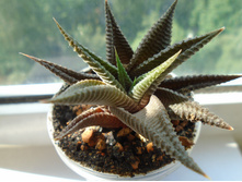 DSC08700.JPG Spiralis - 200