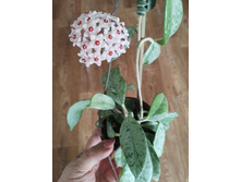 Hoya carnosa wilbur graves.