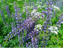 20240612 5 ������� hard+lite 120953.jpg