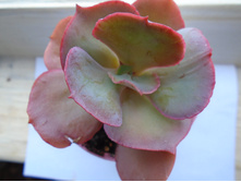 DSC08701.JPG ����� - 200