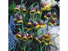 Michailovsky (���. � ��. 10) ����������� ���� 5,05 ���� �������� 5 ��.jpg