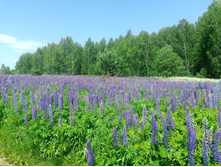 20240612 5 ������� hard+lite 114221.jpg