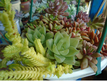 DSC08721.JPG ������