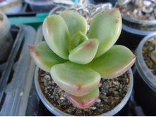 DSC08709.JPG Avocado cream - 200