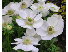 Coronaria Bride (���. � ��. 20) ������� ���� 2,75 ���� �������� 6 ��.jpg