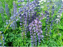 20240612 5 ������� hard+lite 120944.jpg