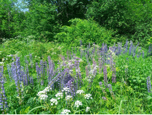 20240612 5 ������� hard+lite 120939.jpg