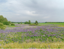 20240612 5 ������� hard+lite 145700.jpg