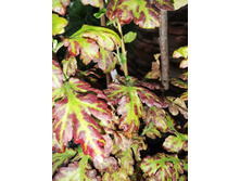 ����������� viber 2024-06-04 21-35-31-369.jpg