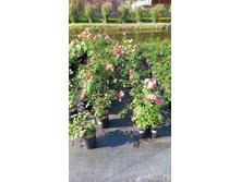 ����������� viber 2024-07-08 16-54-01-843.jpg