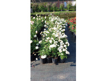 ����������� viber 2024-07-08 16-54-02-929.jpg