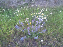 20240629 ������-600 ���������� 205248.jpg