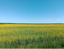 20240629 ������-600 ���������� 145923.jpg