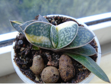 DSC08782.JPG �������� - 150