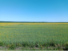 20240629 ������-600 ���������� 145524.jpg