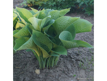 �������� �� ����(No1,No3)