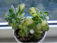 DSC08753.JPG ������ ������� - 150 ���