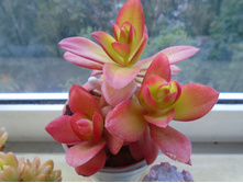 DSC08759.JPG �������� ������ - 200 ���.