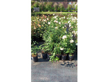 ����������� viber 2024-07-08 16-54-02-575.jpg