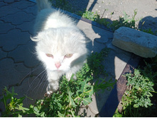 20240629 ������-600 ���������� 154841.jpg