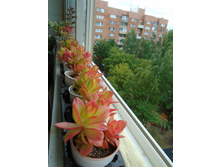 DSC08749.JPG �������� ������ - 100 - 250 ���