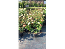 ����������� viber 2024-07-08 16-54-02-891.jpg