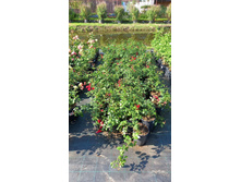 ����������� viber 2024-07-08 16-54-01-744.jpg