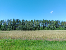 20240629 ������-600 ���������� 121431.jpg