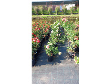 ����������� viber 2024-07-08 16-54-03-032.jpg