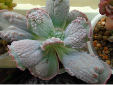 DSC08751.JPG �������� ����� - 250 ���.