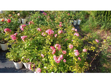 ����������� viber 2024-07-08 16-54-00-295.jpg