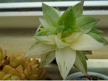 DSC08757.JPG Cumiformic var - 150