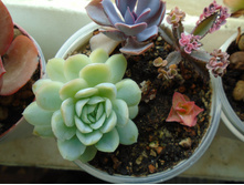 DSC08783.JPG���� - 100 ���.