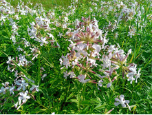 20240630 ������-600 ���������� 160003.jpg