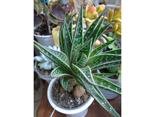 DSC08814.JPG ���� Tiki Tahi - 200