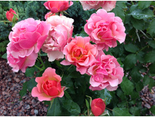 ��� �����