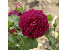 ��� ����(��)