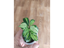 Hoya lacunosa tricolor bruno.