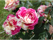 ������� �����