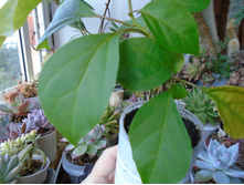 DSC08810.JPG ����������� ��������� 150