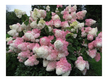 ��������� ����������� Vanilla Fraise