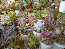 DSC08809.JPG ����������