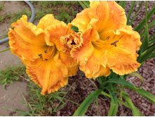 �������� ����� �����