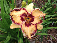 �������� ������� ���� ���