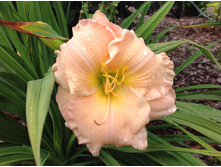 �������� ������� ������