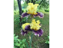 ������ ������� 250 ���