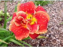 �������� ���� �� �����